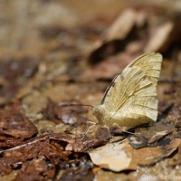 Hebomoia glaucippe Linnaeus, 1758